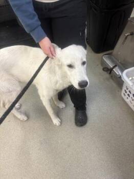 Great Pyrenees and Mixed Breed Dogs Available for Adoption - Finn | PetCurious