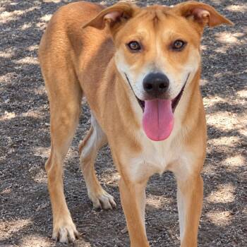 Junie -  Labrador Retriever and Mixed Breed Dog for Adoption in Buchanan Dam, Texas - Junie | PetCurious