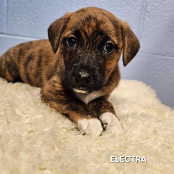 Rat Terrier and Beagle Dogs Available for Adoption - Electra | PetCurious