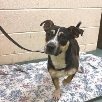 Mixed Breed Dogs Available for Adoption in Memphis, Tennessee - Butter Beans | PetCurious