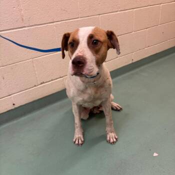 VAL -  Mixed Breed Dog for Adoption in Memphis, Tennessee - VAL | PetCurious