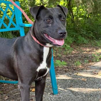 Lunchbox -  Mixed Breed Dog for Adoption in Riverwoods, Illinois - Lunchbox | PetCurious