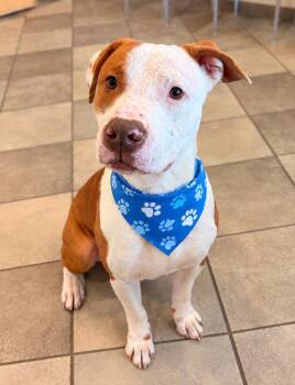 Harvey -  Terrier and Hound Dog for Adoption in Euless, Texas - Harvey | PetCurious