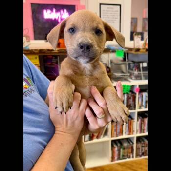 Bambi -  Labrador Retriever Dog for Adoption in Semmes, Alabama - Bambi | PetCurious