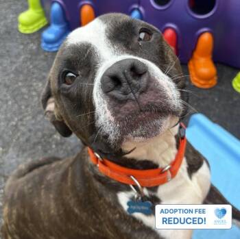 Toggle -  Pit Bull Terrier Dog for Adoption in Naperville, Illinois - Toggle | PetCurious