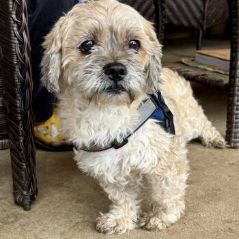 Rescue Lhasa Apso Dogs for Adoption in Ramona, California - Raisin Bran (Grandpa/Boy) | PetCurious
