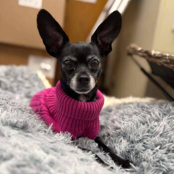 Chihuahua Dogs Available for Adoption - Bartok | PetCurious