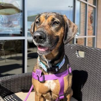 Treeing Walker Coonhound Dogs Available for Adoption in Columbia, South Carolina - Pinky | PetCurious