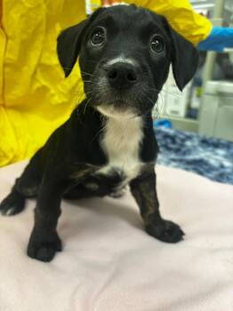 Arf Maul -  Labrador Retriever and Pomeranian Dog for Adoption in Phoenix, Arizona - Arf Maul | PetCurious