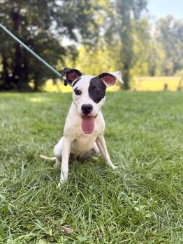 Pinto- Transport -  Mixed Breed Dog for Adoption in Gradyville, Kentucky - Pinto- Transport | PetCurious