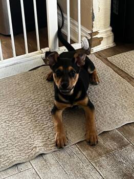 Chase -  Shepherd Dog for Adoption in La Verne, California - Chase | PetCurious