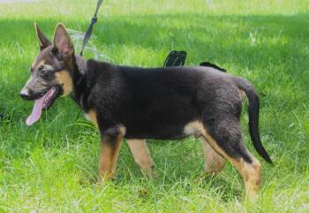 Diesel-12 wks Neuter Contract Required $425 -  German Shepherd Dog Dog for Adoption in Holly Hill, South Carolina - Diesel-12 Wks Neuter Contract Required $425 | PetCurious