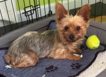 Indie -  Yorkshire Terrier Dog for Adoption in Anniston, Alabama - Indie | PetCurious