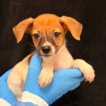 Ozzy -  Chihuahua Dog for Adoption in San Antonio, Texas - Ozzy | PetCurious