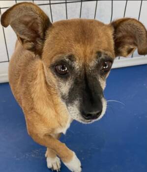 Walnut -  Chihuahua Dog for Adoption in Las Vegas, Nevada - Walnut | PetCurious