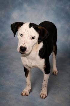 Jacob -  Cattle Dog and Mixed Breed Dog for Adoption in Taylorsville, North Carolina - Jacob | PetCurious