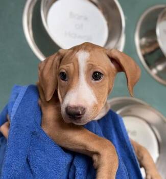 Goofy -  Mixed Breed Dog for Adoption in Honolulu, Hawaii - Goofy | PetCurious
