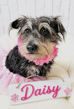 Yorkshire Terrier Dogs Available for Adoption in Lucas, Texas - Daisy  | PetCurious