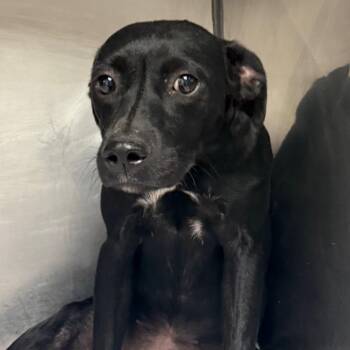 Trinity -  Terrier Dog for Adoption in Jacksonville, Arkansas - Trinity | PetCurious