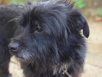 Maltese and Terrier Dogs Available for Adoption - Walnut | PetCurious