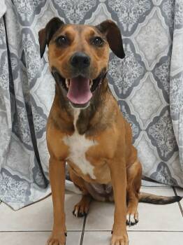 Lola -  Labrador Retriever and Pit Bull Terrier Dog for Adoption in Fort Worth, Texas - Lola | PetCurious