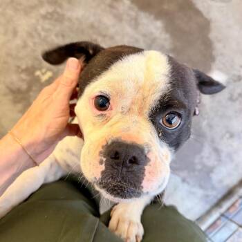 Mixed Breed Dogs Available for Adoption in Evensville, Tennessee - Grady | PetCurious