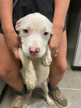 Reese -  Mixed Breed Dog for Adoption in Dyersburg, Tennessee - Reese | PetCurious
