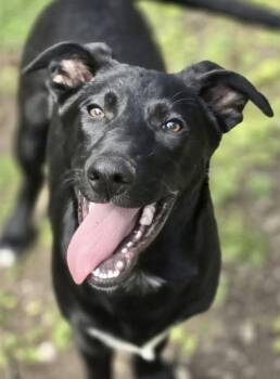 Labrador Retriever Dogs Available for Adoption in Chatsworth, Georgia - Shep | PetCurious