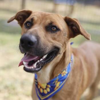 BUDDAH -  Labrador Retriever Dog for Adoption in San Antonio, Texas - BUDDAH | PetCurious