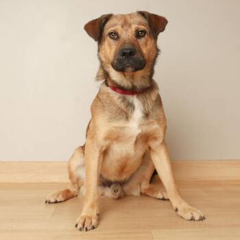 Hani D71128 -  Dutch Shepherd and German Shepherd Dog Dog for Adoption in Minnetonka, Minnesota - Hani D71128 | PetCurious