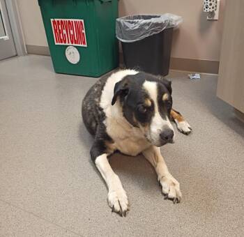 Bingo -  Australian Shepherd Dog for Adoption in La Porte, Indiana - Bingo | PetCurious