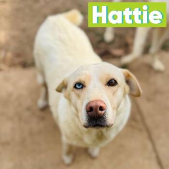Yellow Labrador Retriever and Husky Dogs Available for Adoption in Brownsboro, Alabama - Hattie | PetCurious