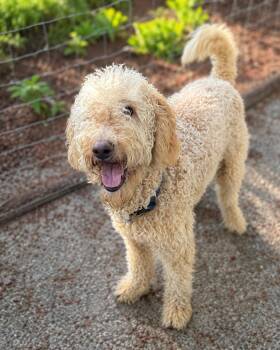 Marvin -  Labradoodle Dog for Adoption in Puyallup, Washington - Marvin | PetCurious