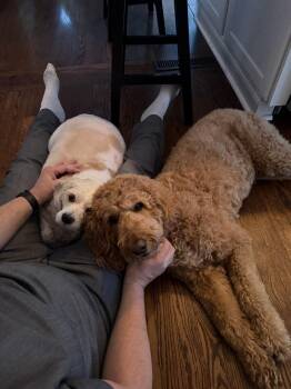 Cavalier King Charles Spaniel and Poodle Dogs Available for Adoption - Brandy | PetCurious