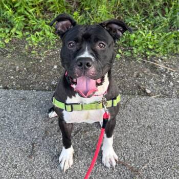 Korrine -  Pit Bull Terrier Dog for Adoption in Pittsburgh, Pennsylvania - Korrine | PetCurious
