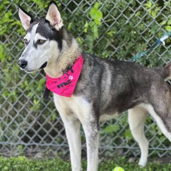 Rescue Siberian Husky Dogs for Adoption in Madisonville, Texas - Star | PetCurious