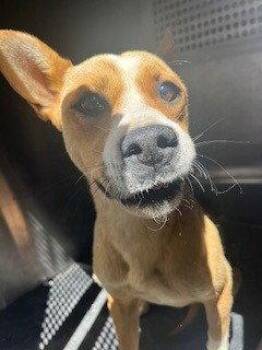 *PIKACHU -  Pit Bull Terrier and Terrier Dog for Adoption in Woodland, California - *PIKACHU | PetCurious