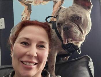 Thanos -  French Bulldog and American Bulldog Dog for Adoption in Germantown, Ohio - Thanos | PetCurious