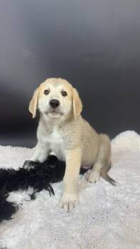 Batty Bat -  Great Pyrenees and Anatolian Shepherd Dog for Adoption in Phoenix, Arizona - Batty Bat | PetCurious