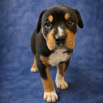 Labrador Retriever and Hound Dogs Available for Adoption in Heber Springs, Arkansas - Finnley | PetCurious