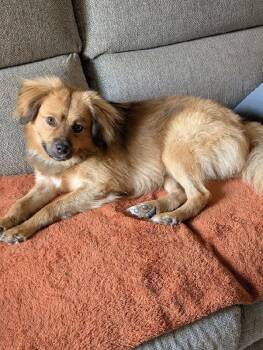 Biscuit -  Spaniel and Pomeranian Dog for Adoption in Scottsburg, Indiana - Biscuit | PetCurious