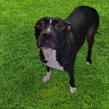 Rescue Pit Bull Terrier Dogs for Adoption in Petersburg, Virginia - Oreo Milkshake | PetCurious