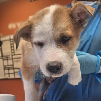 Shepherd and Mixed Breed Dogs Available for Adoption in Flagstaff, Arizona - Ian | PetCurious