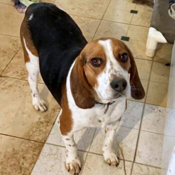 Beagle Dogs Available for Adoption - Bandit | PetCurious