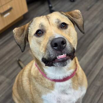 Nala -  Mixed Breed Dog for Adoption in Sarasota, Florida - Nala | PetCurious