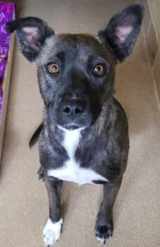 Nola -  Australian Cattle Dog Blue Heeler Dog Available for Adoption in Canon City, Colorado - Nola | PetCurious