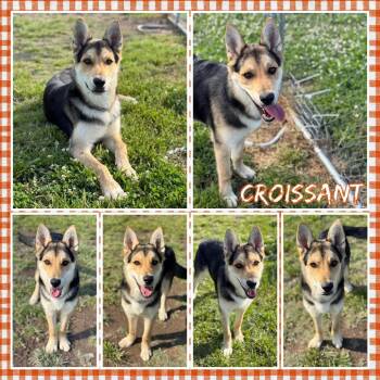 German Shepherd Dog and Mixed Breed Dogs Available for Adoption in Fort Smith, Arkansas - Croissant | PetCurious