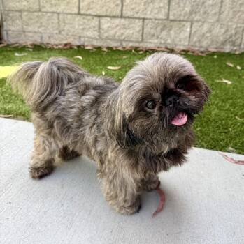 Teddy Bear -  Shih Tzu Dog for Adoption in Cypress, California - Teddy Bear | PetCurious
