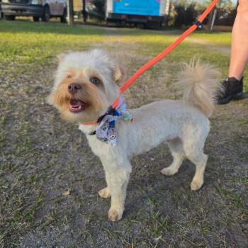 Caramel aka Mel -  Yorkshire Terrier Dog for Adoption in Hinesville, Georgia - Caramel Aka Mel | PetCurious