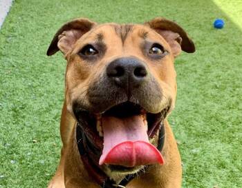 SAVE ME PLEASE Tiger - IDA553186 -  Mastiff and Pit Bull Terrier Dog for Adoption in San Marcos, California - SAVE ME PLEASE Tiger - IDA553186 | PetCurious